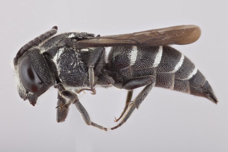 [Aglaoapis tridentata female (lateral/side view) thumbnail]